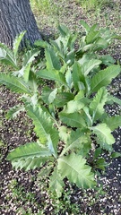 Onopordum acanthium