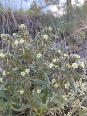 Nonea lutea