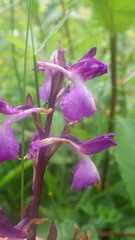 Anacamptis × alata