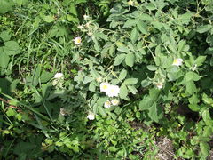 Rosa tomentosa