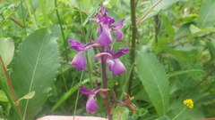 Anacamptis × alata