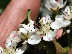 Anthrenus scrophulariae
