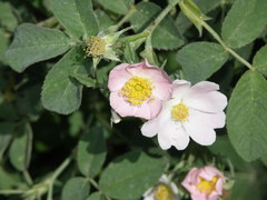 Rosa tomentosa