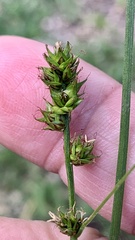 Carex spicata