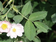 Rosa tomentosa