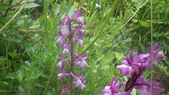 Anacamptis × alata