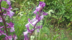 Anacamptis × alata