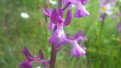Anacamptis × alata