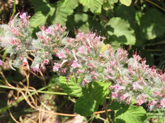 Echium glomeratum