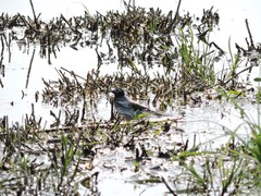 Motacilla alba personata