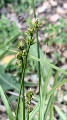 Carex spicata