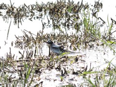 Motacilla alba personata