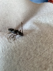 Elaphidion mimeticum