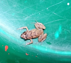 Eleutherodactylus planirostris