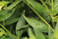 Micropeza corrigiolata