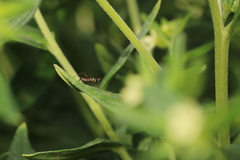Micropeza corrigiolata