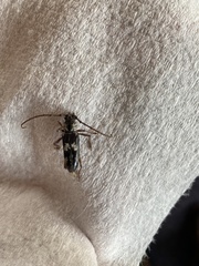 Elaphidion mimeticum