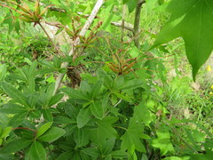 Rhododendron arborescens