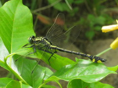 Gomphurus lineatifrons