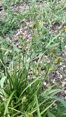 Carex spicata