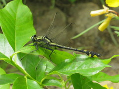 Gomphurus lineatifrons