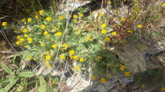 Lotus parviflorus