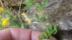 Lotus parviflorus