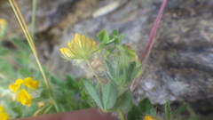 Lotus parviflorus