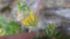 Lotus parviflorus