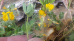 Lotus parviflorus