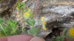 Lotus parviflorus