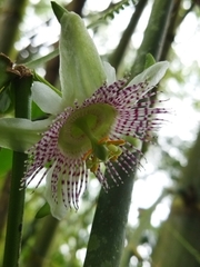 Passiflora adenopoda