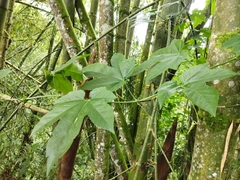 Passiflora adenopoda