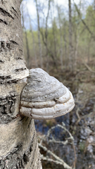 Fomes fomentarius