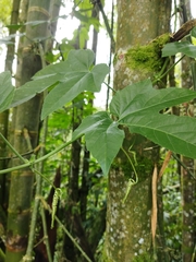 Passiflora adenopoda