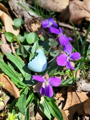 Viola sororia