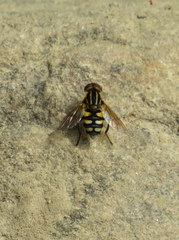 Parhelophilus flavifacies