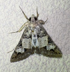 Melipotis agrotoides