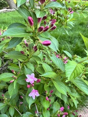 Weigela floribunda