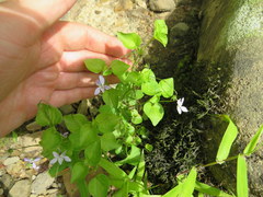 Viola × brauniae