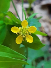 Geum urbanum