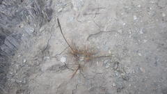 Puccinellia maritima