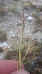 Puccinellia maritima