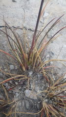 Puccinellia maritima