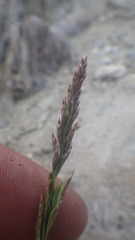 Puccinellia maritima