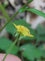 Geum urbanum