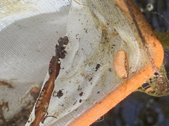 Eichlinia cucurbitae