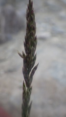 Puccinellia maritima