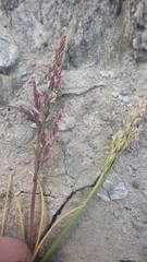 Puccinellia maritima