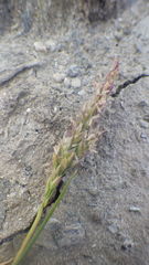 Puccinellia maritima